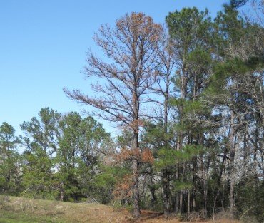 stories/oak-tree-affected.jpg