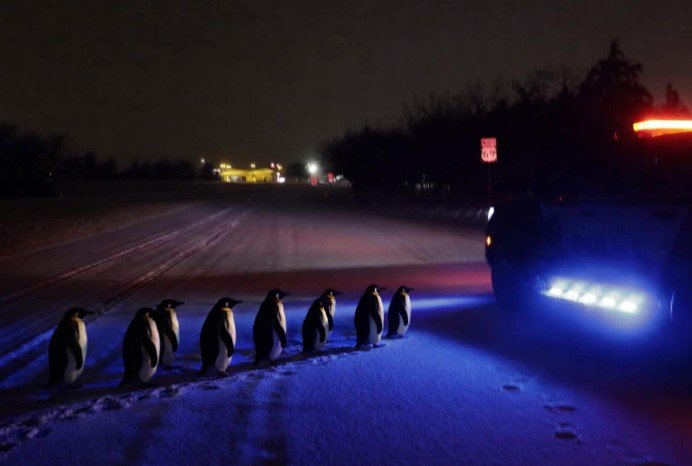 /irving_images/stories/penguin-crossing-greenville-tx.jpg
